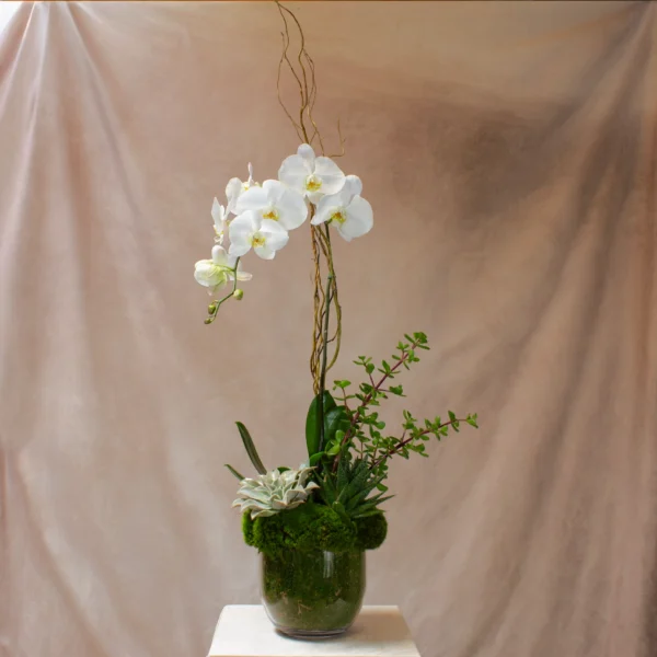 Phalaenopsis Solo