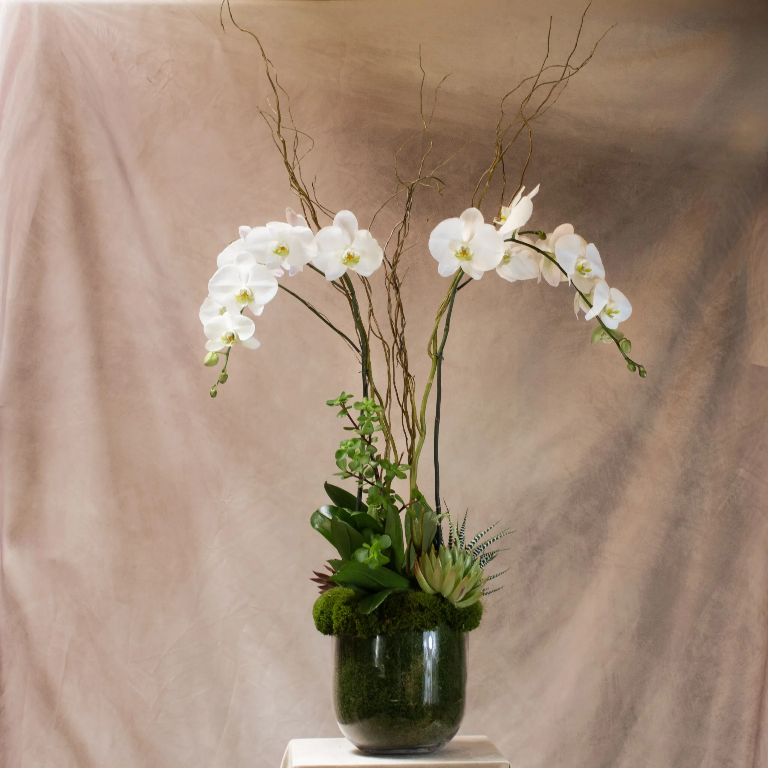 Phalaenopsis Duet
