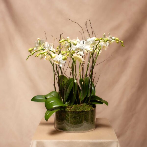 Petite Orchid Garden