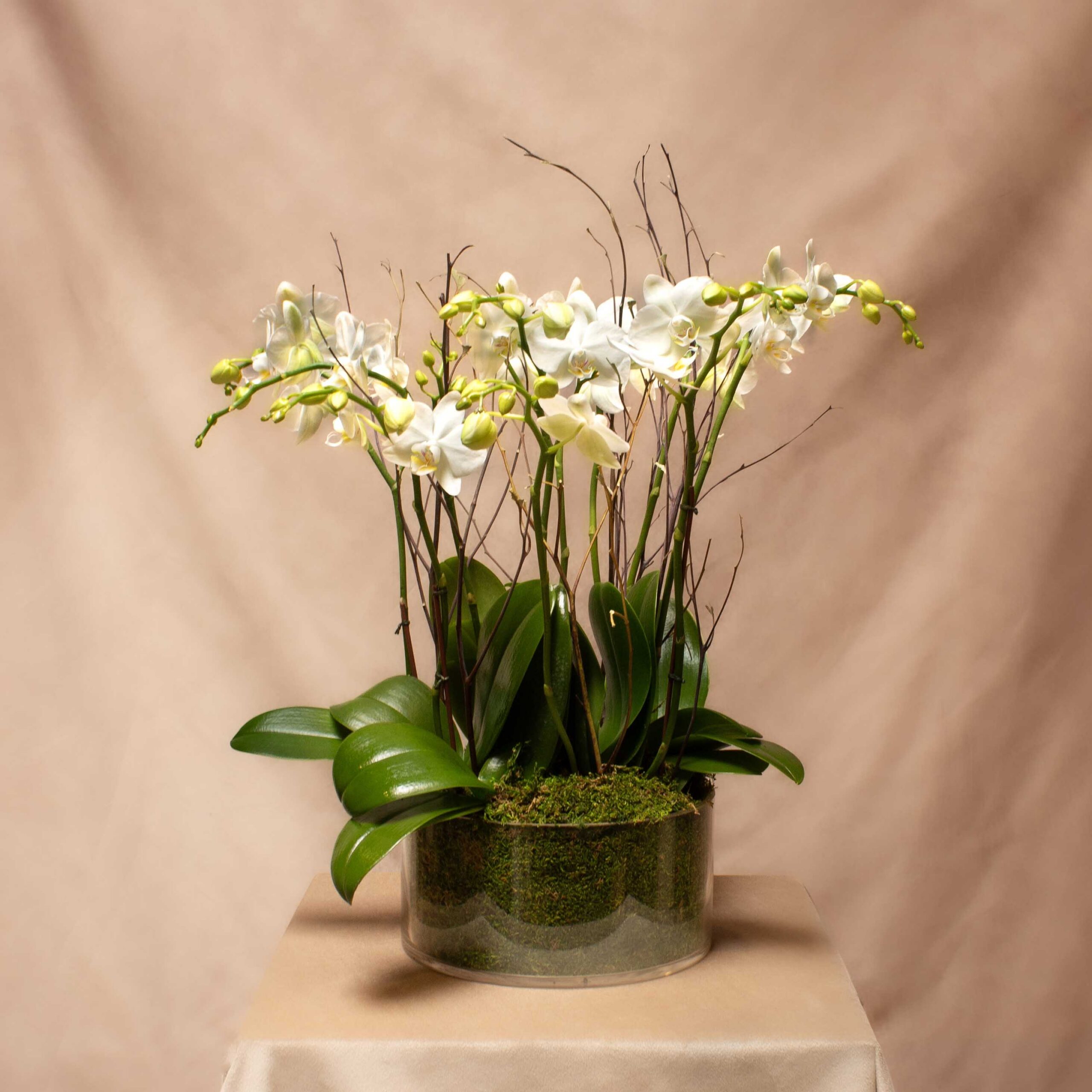 Petite Orchid Garden